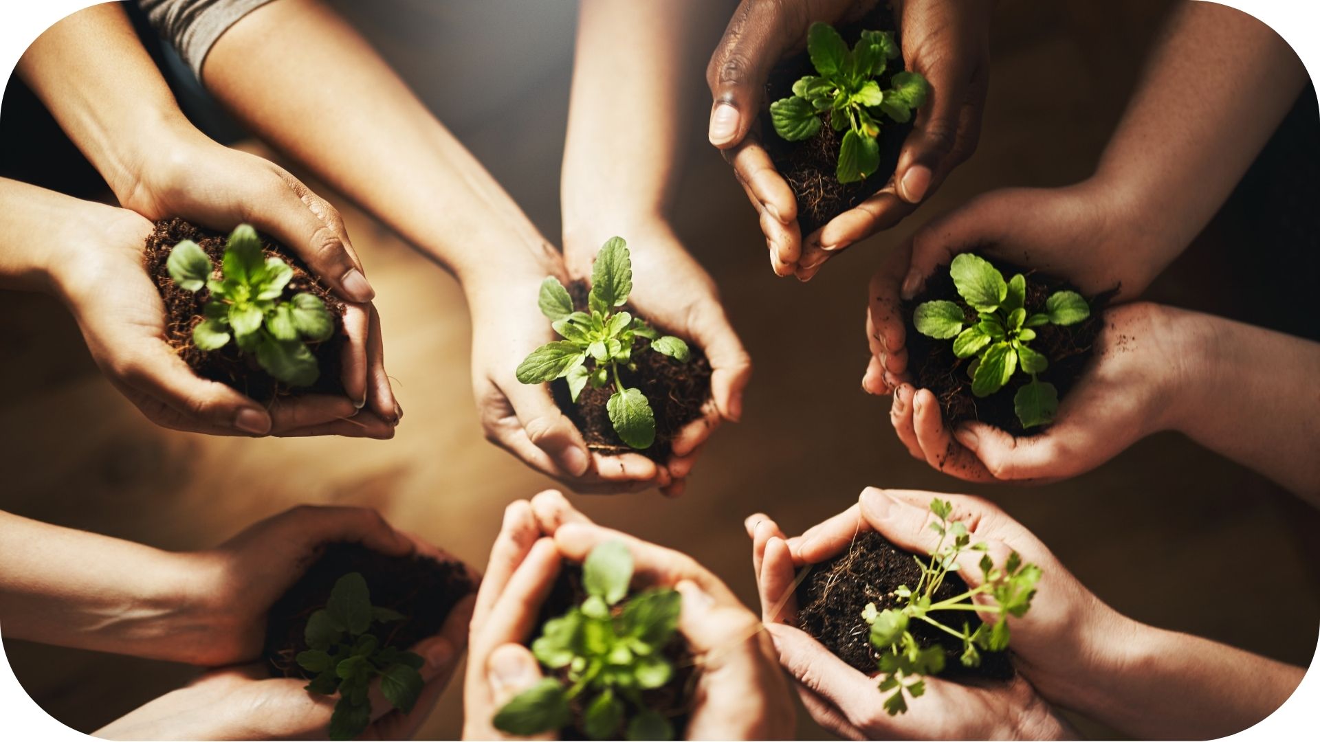  Un groupe de mains tenant de petites plantes dans de la terre