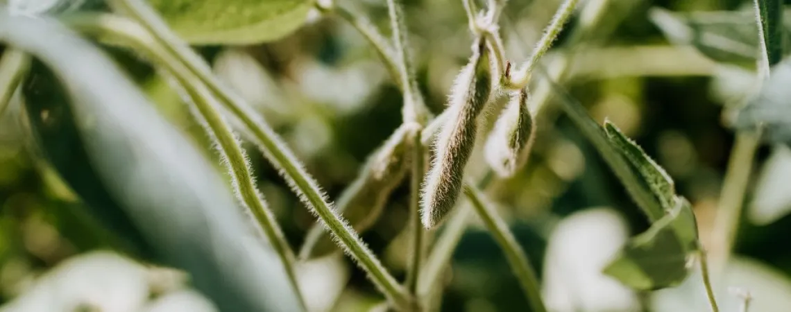 cosse d'edamame