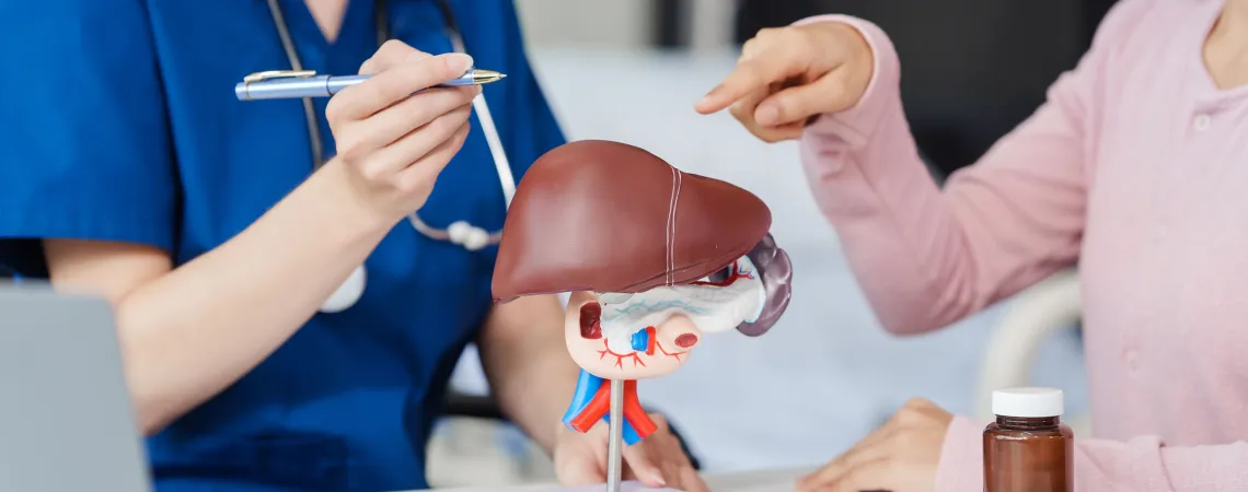 A medical professional in blue scrubs explaining a liver model to a patient, who is pointing at the model.