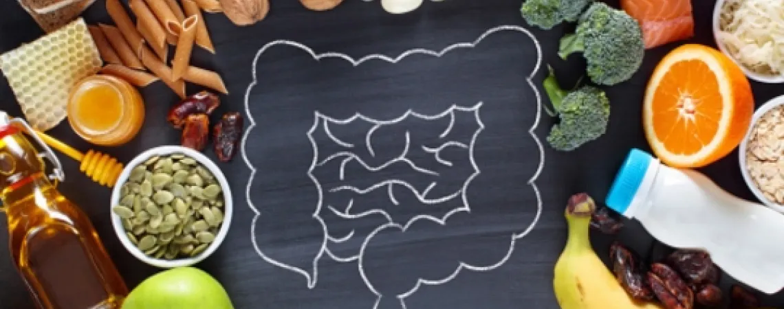 Dessin du petit et gros intestin sur un tableau