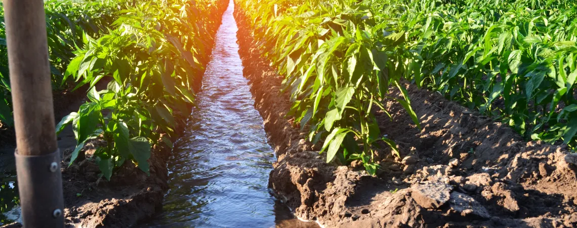 arrosage des cultures agricoles, campagne, arrosage naturel, irrigation