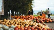 vente de courges