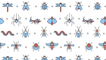 insects