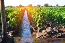 arrosage des cultures agricoles, campagne, arrosage naturel, irrigation