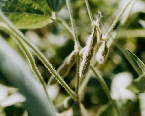 cosse d'edamame