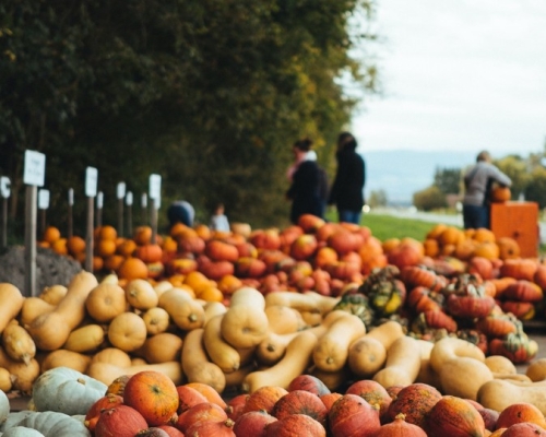 vente de courges