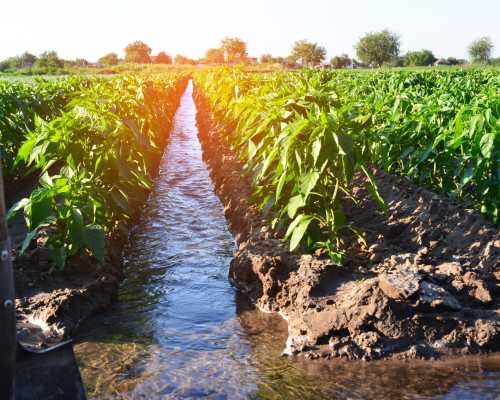 arrosage des cultures agricoles, campagne, arrosage naturel, irrigation