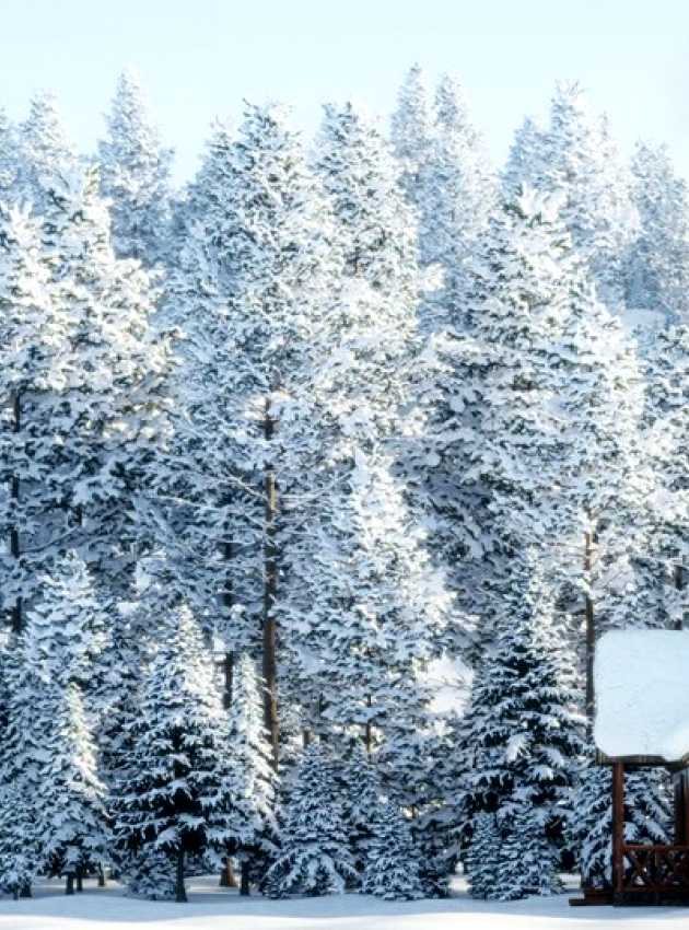 cabane dans les bois durant l'hiver