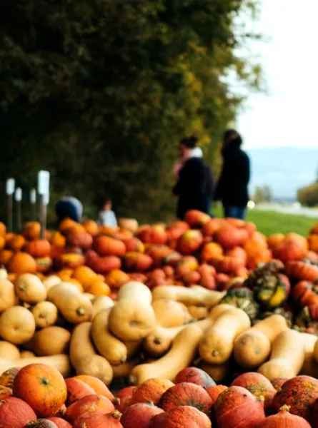 vente de courges