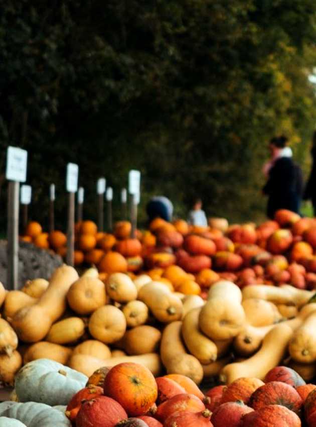 vente de courges