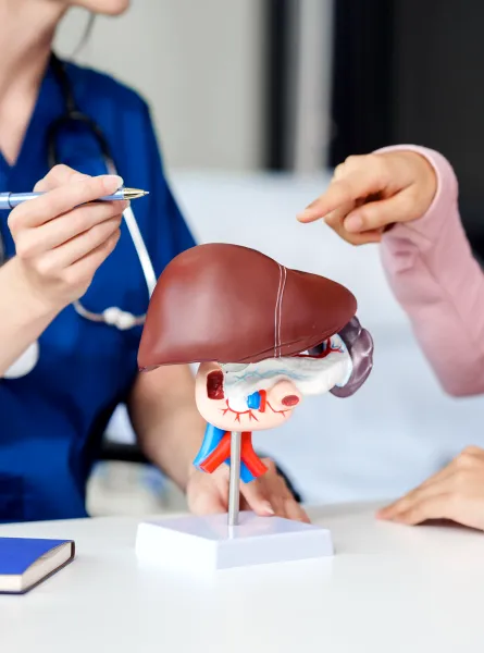 A medical professional in blue scrubs explaining a liver model to a patient, who is pointing at the model.